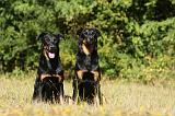 BEAUCERON 711